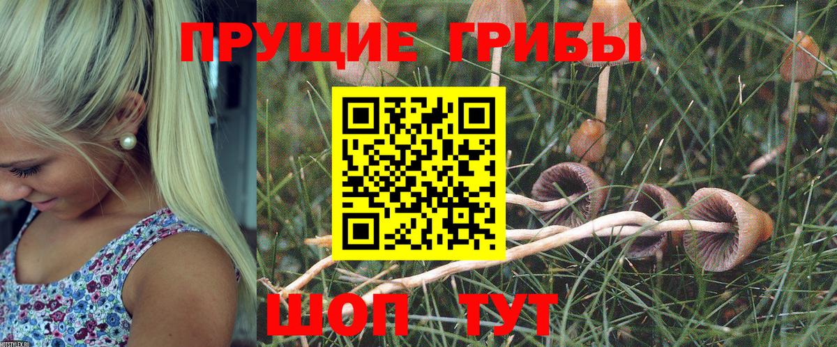 Галлюциногенные грибы Psilocybine cubensis Тихвин